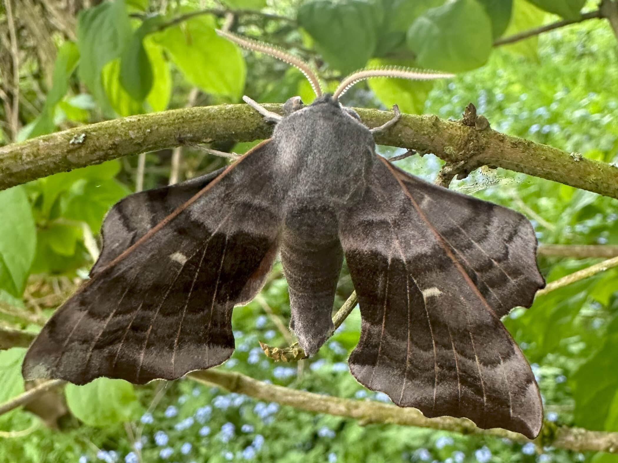 Hawk Moth